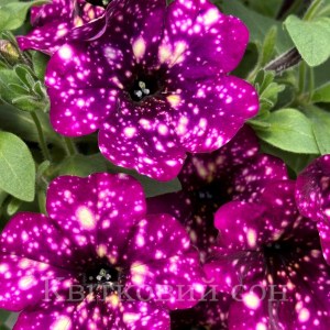 Splash Dance Magenta Mamba5